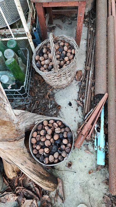 Грецький горіх урожай 2025