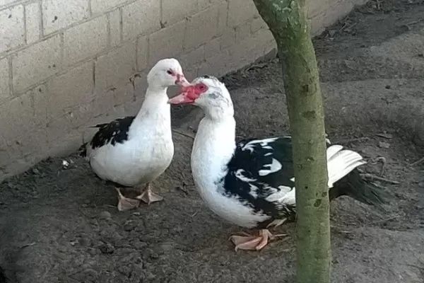 Sprzedam żywe kaczory francuskie