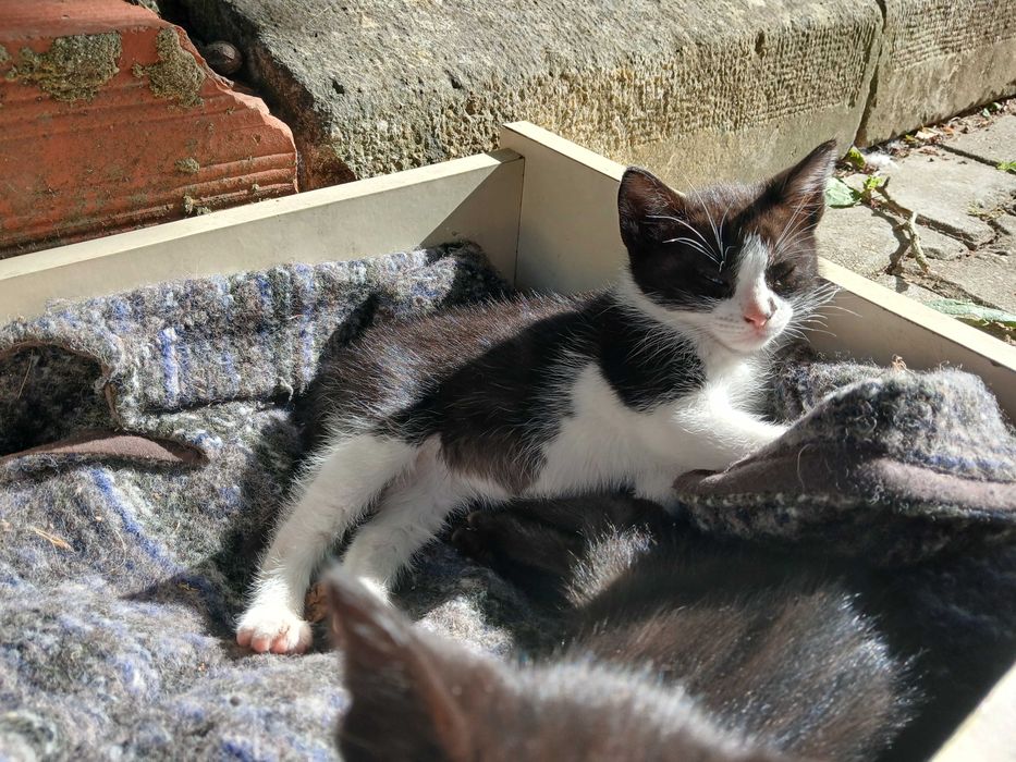 Dá-se 2 gatinhos 2 meses