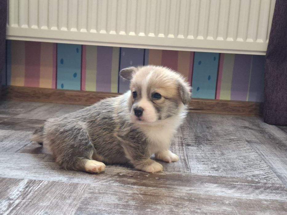 Продам щенков Вельш Корги Пемброк (цуценята Вельш Коргі Пемброк)