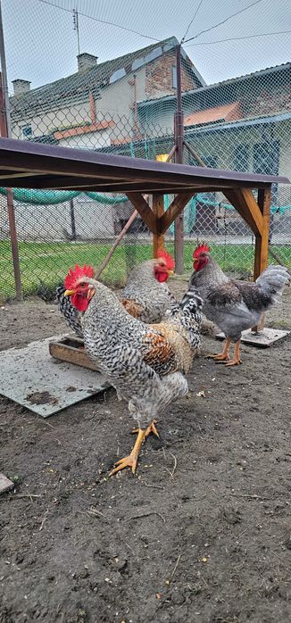 Kogut koguty piękne zdrowe