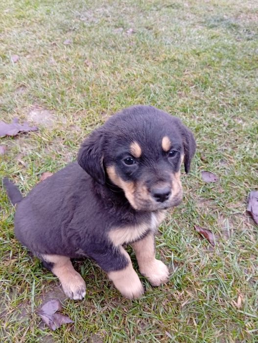 Oddam pieski za darmo,