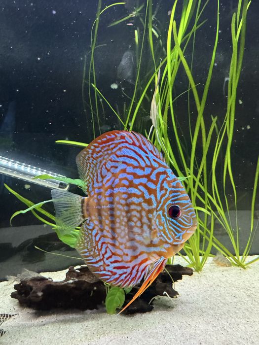 Peixes Discus grande qualidade