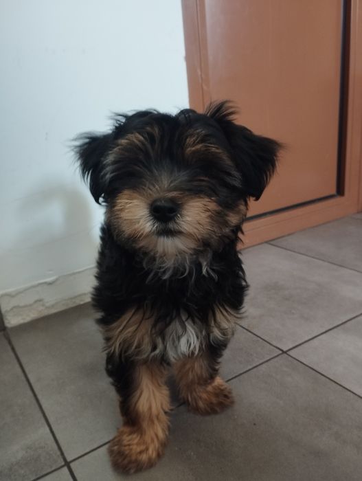 York szczeniak szuka domciu