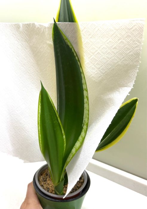 Сансевиерия Клеопатра, Black Gold, Whitney, Тиара, Лауренти