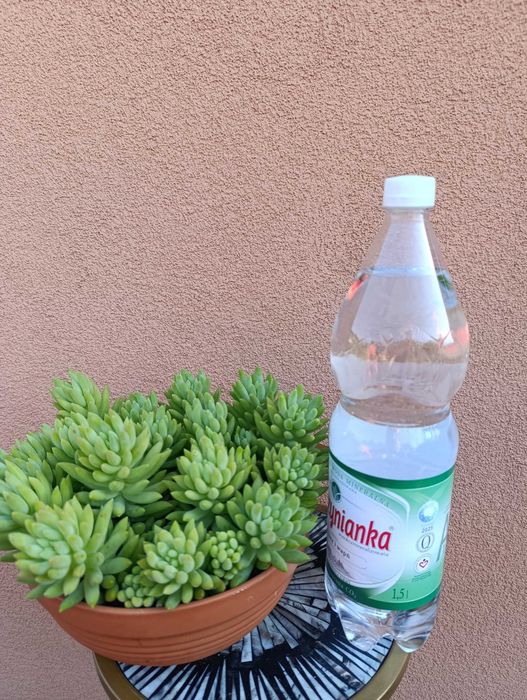 Rozchodnik Morgana - Sedum morganianum