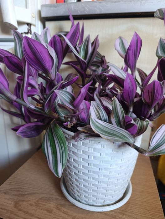 Продам традесканцию Нанук.