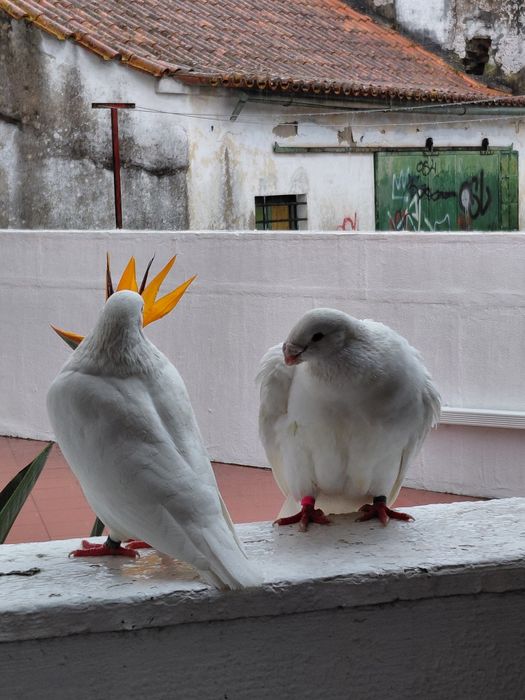 Excelente casal de pombos American Show Racer