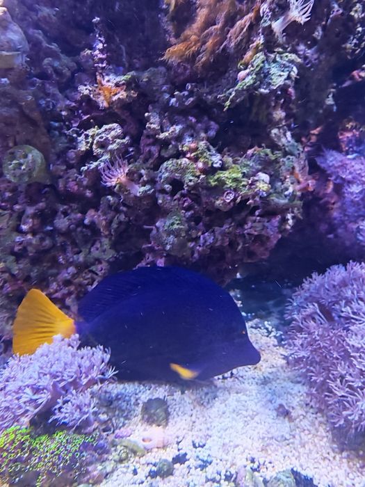 Peixes, rochas e corais