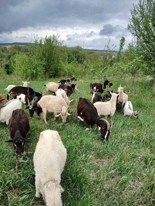 Продаю кози недорого
