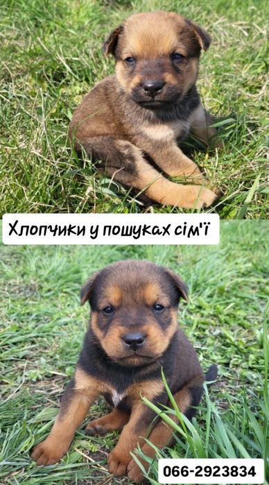 Цуценя метиси собаки