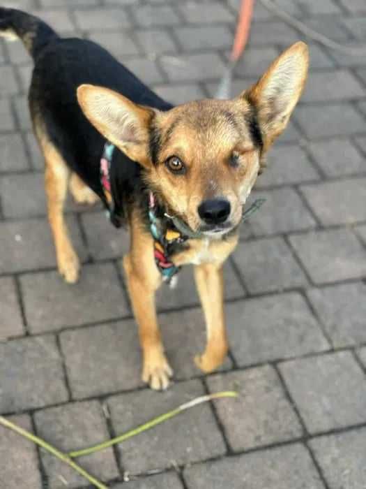 Młody psiak bez oczka szuka domu