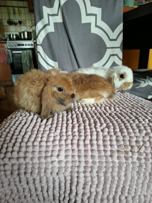 Sprzedam króliczki miniaturki mini lop