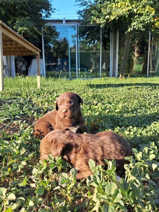 Cães para adoção
