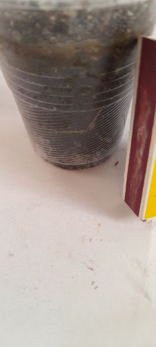 Хойя Керри продам