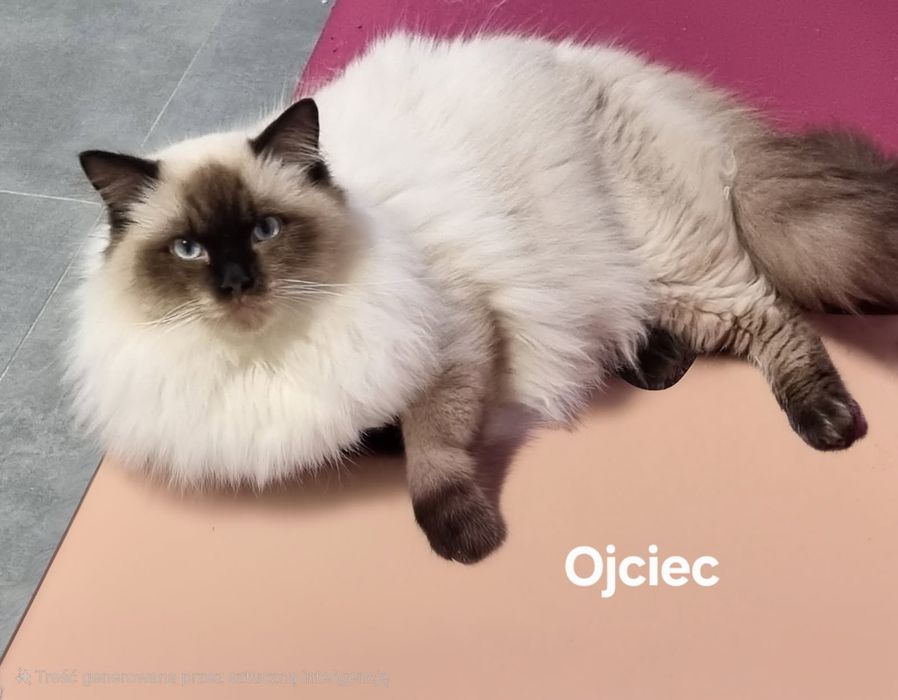 Kocurek ragdoll Rag a 03