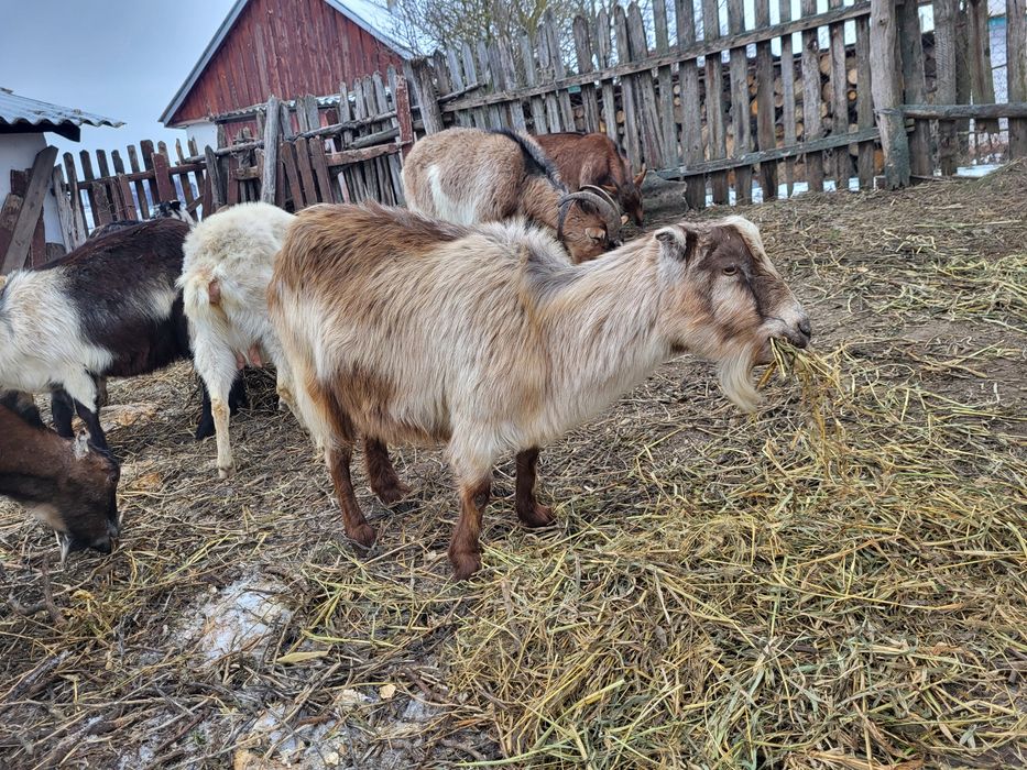 Продам дійних кіз