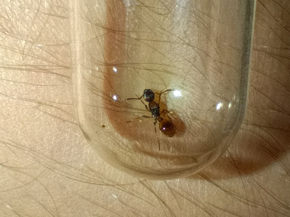 Муравьи Myrmica sp