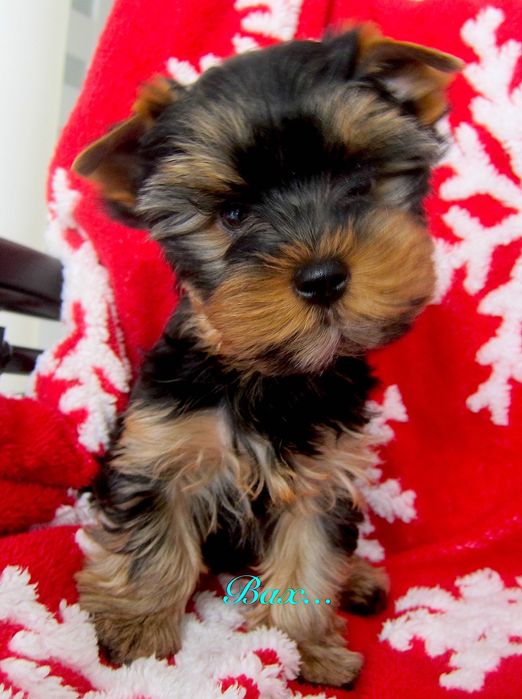 York chłopczyki z Bolesławca .