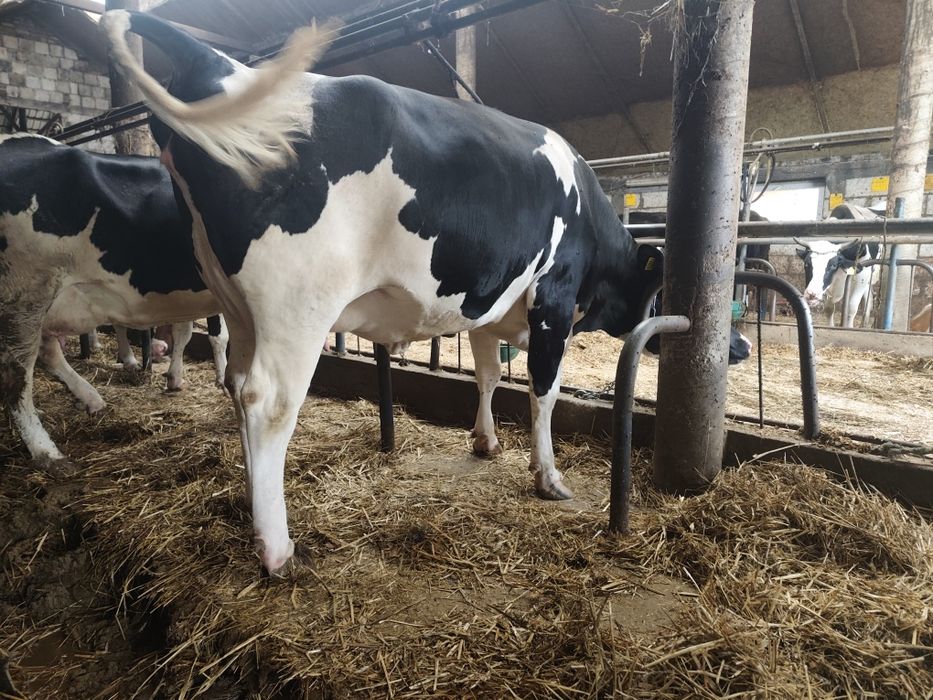 Sprzedam jałówkę wysokocielną wycielenie 25.07.2026 waga 750 kg