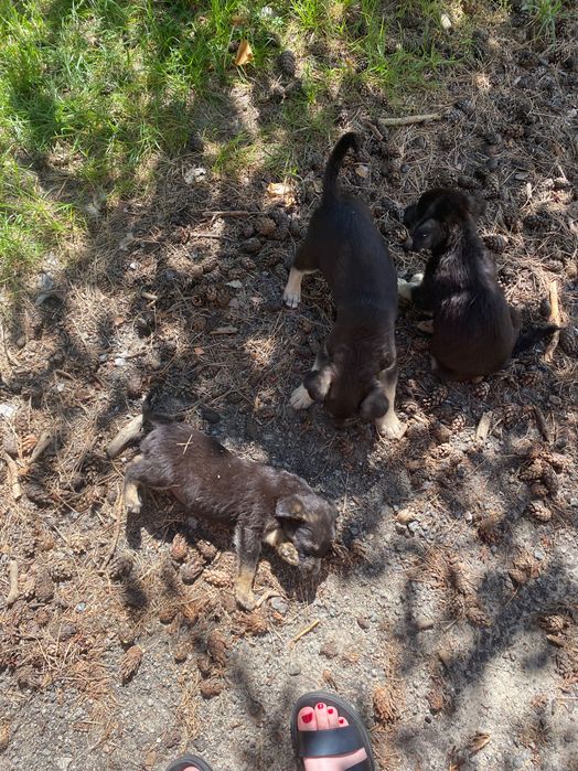 Безкоштовно собачки