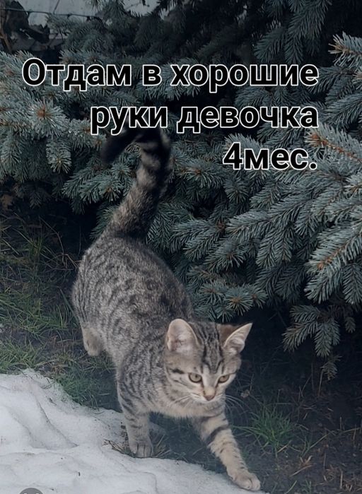 Срочно! Котик шукає домівку де їїбудуть любити та оберігати