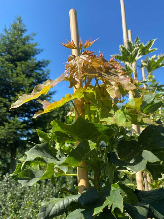 Klon zwyczajny Columnare 180-280 cm