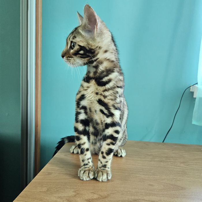 Бенгальські кошенята