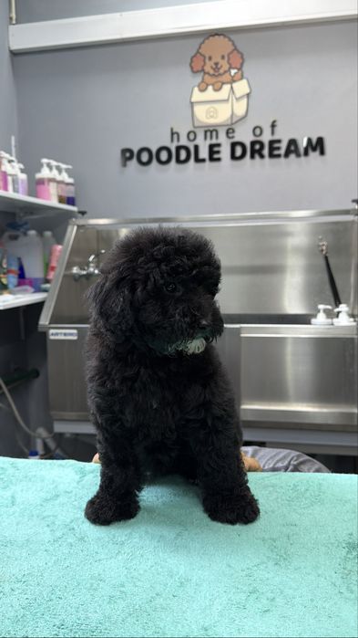 Imperdível!!! Linda puppy de Caniche/Poodle medio procura novo dono!!!