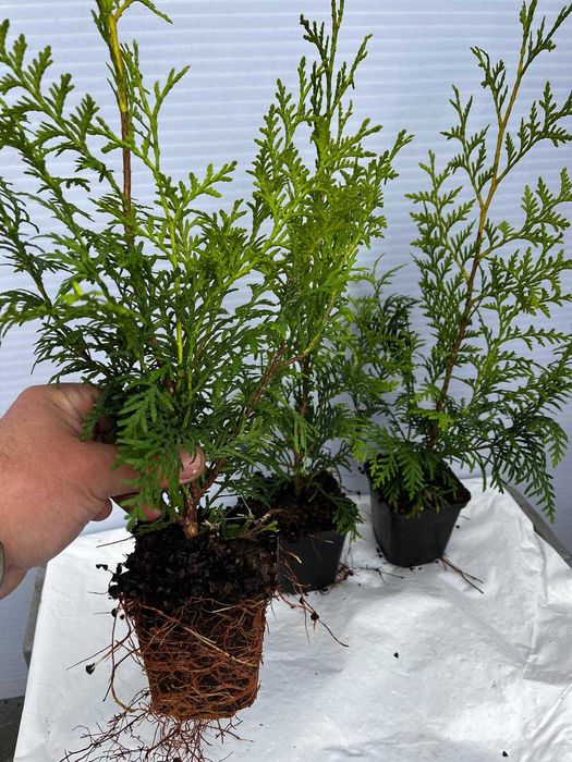 Thuja, Tuja Miriam, Brabant,Smaragd,Morgan