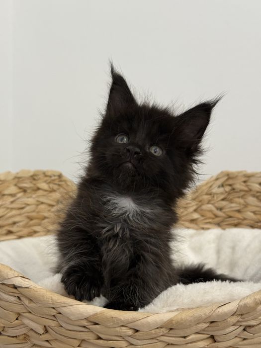 Kociak Cassie rasy Maine Coon