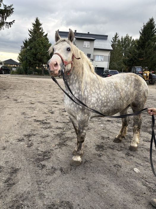 Witam sprzedam klacz