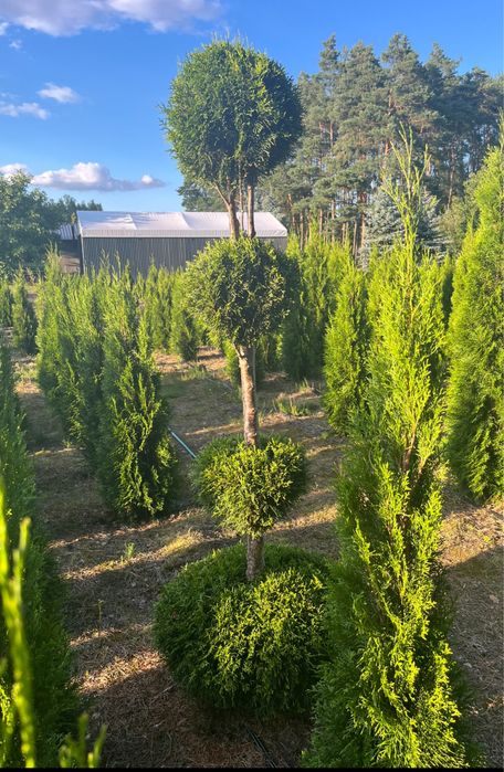 Tuje formowane -bonsai,kule,spirale-PRODUCENT