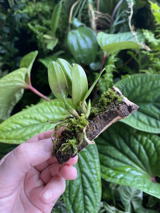 Мініатюрна орхідея Sophronitis wittigiana syn rosea