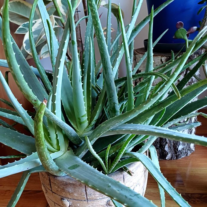 Aloes zdrowotny ,drzewiasty  i ogrodowy 4 letni ,za szti