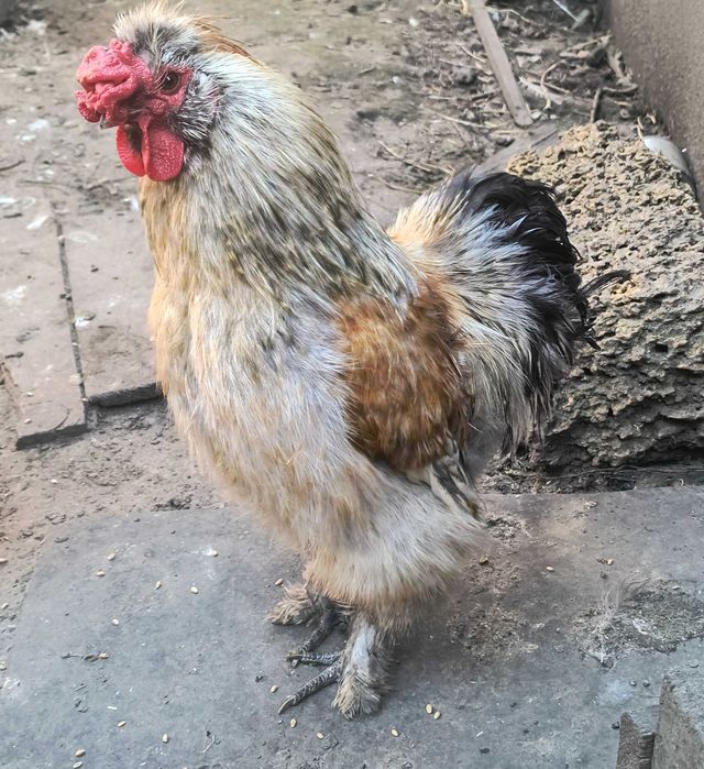 Кури Китайські Пухові  (Шовкові)