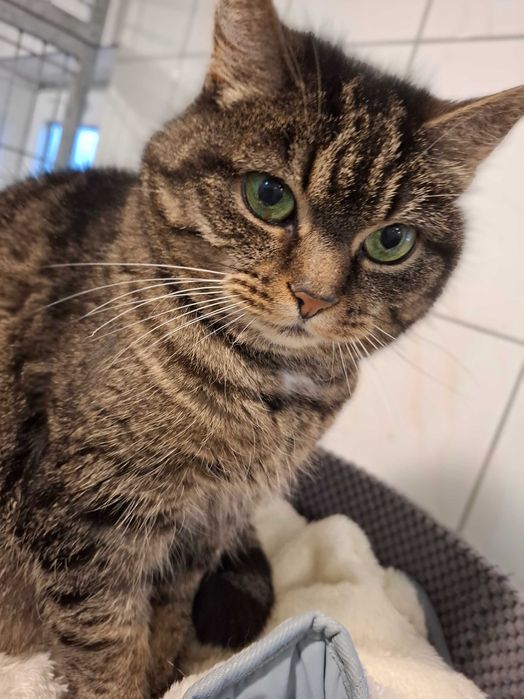 6-letnia Pusia gaśnie w częstochowskim schronisku