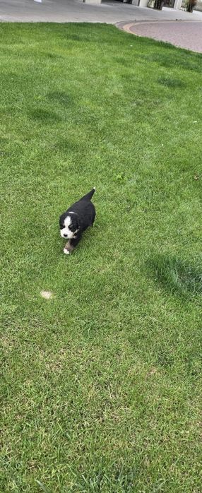 Bernenski pies pasterski Bernenczyk