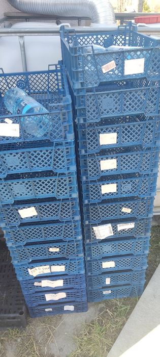 Skrzynki skrzyneczki plastikowe po pieczarkowe
