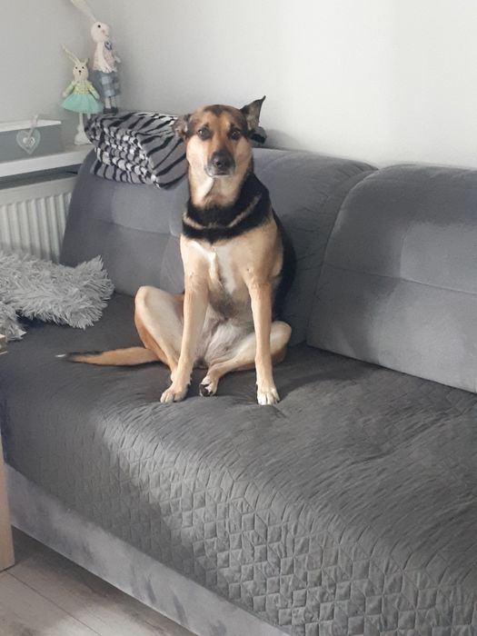 Poszukiwany dom dla suni