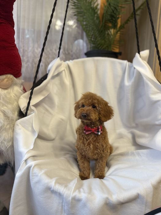 Pudel mini miniaturowy pies samiec red rudy płowy