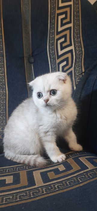 шотландские котята супер вислоушки