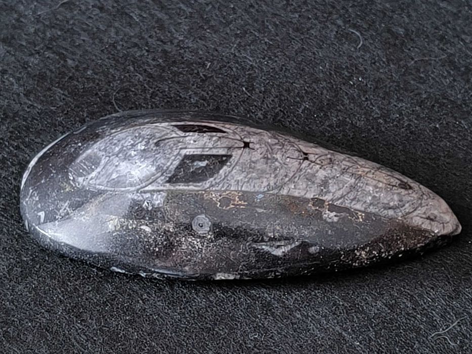 Fóssil de Orthoceras em mármore preto polido.