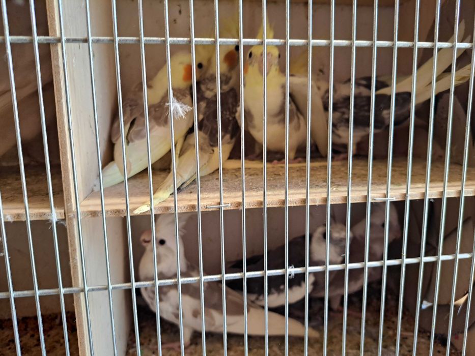 Sprzedam papugi nimfy