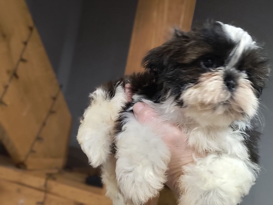 Shihtzu urocza sunia