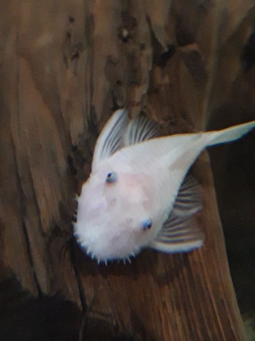 Zbrojnik, ancistrus, glonojad L144 snow white samce 6cm