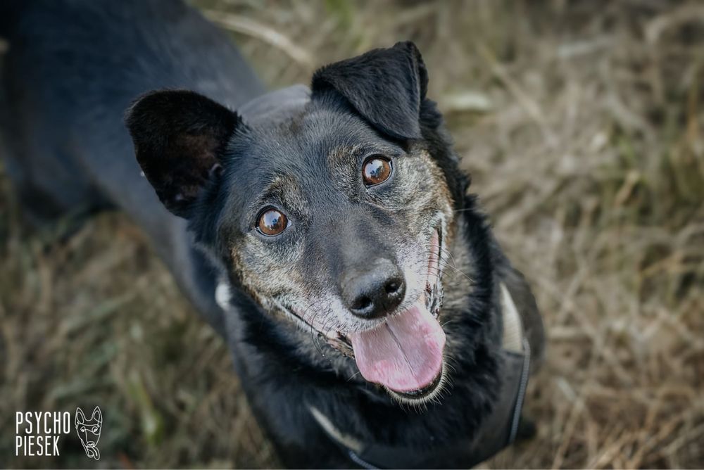 Kochany przytulasek o imieniu Milo szuka domu!
