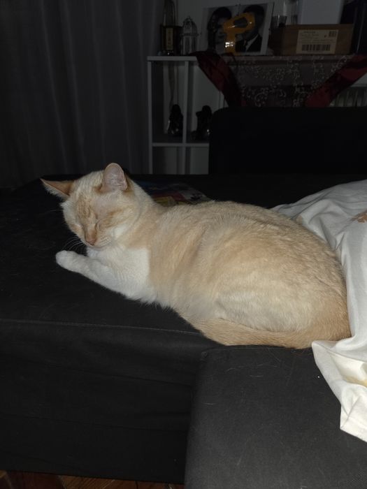 Gato para adoção