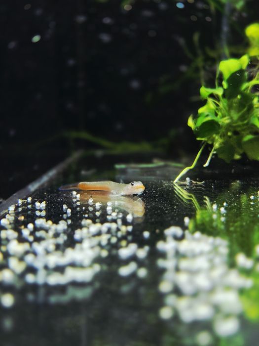 Babka red lips (sicyopus rubicundus)