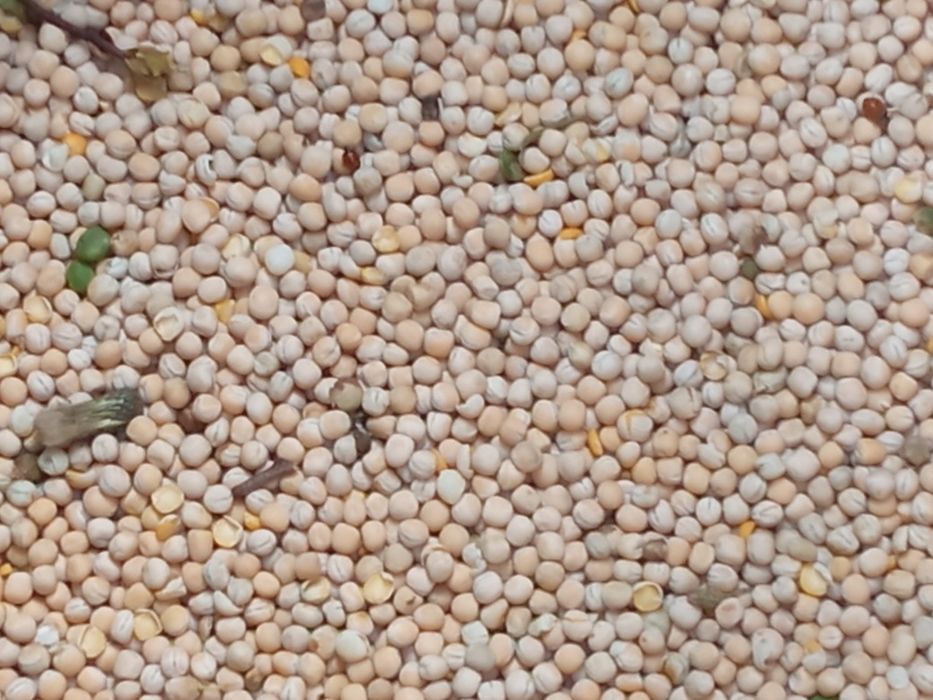 Groch astronaute Pszenica pszenżyto